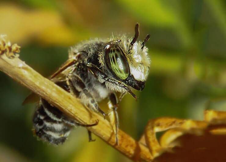 Пчела-шерстобит | мир животных и растений