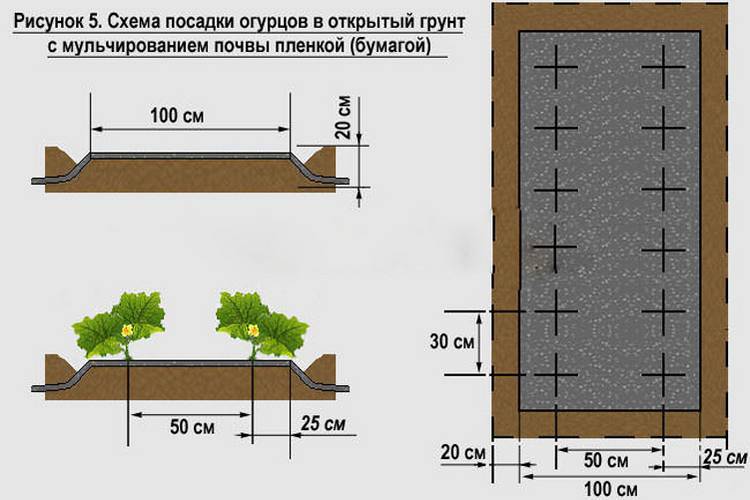 Как правильно приготовить землю для посадки огурцов