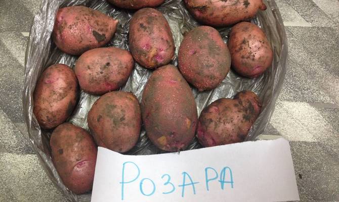 Сорт картофеля розара: описание, посадка и уход русский фермер