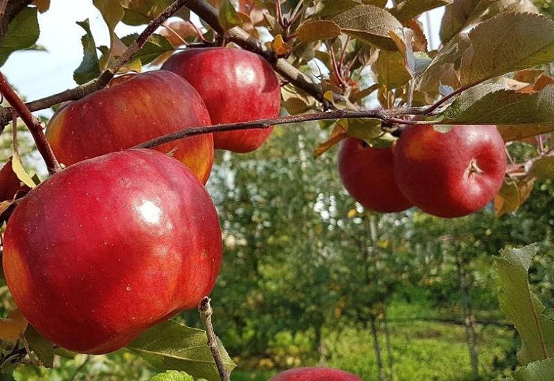 Сладкие сорта яблонь для ленинградской области с фото