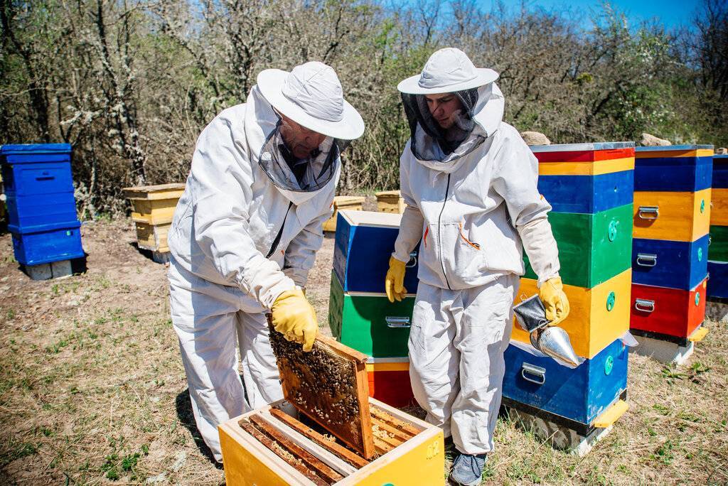 Особенности ухода за пчелами на промышленной ферме — пчеловодство
