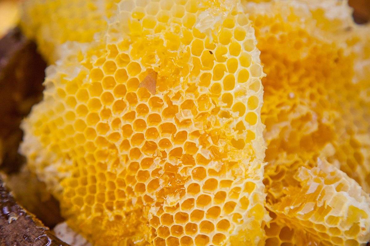 Зачем полезли мы в дупло? в чём секрет бортевого мёда