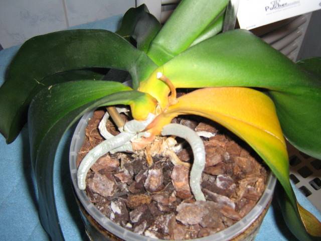 Основные причины, почему у орхидеи желтеют листья