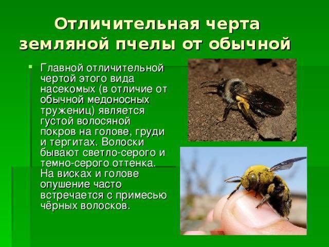 Как избавиться от земляных пчел на участке