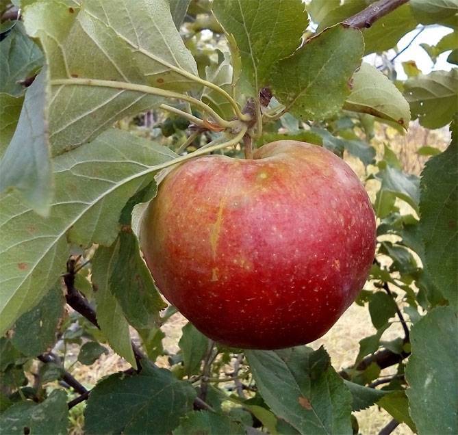 Крупноплодная яблоня лигол: описание, фото