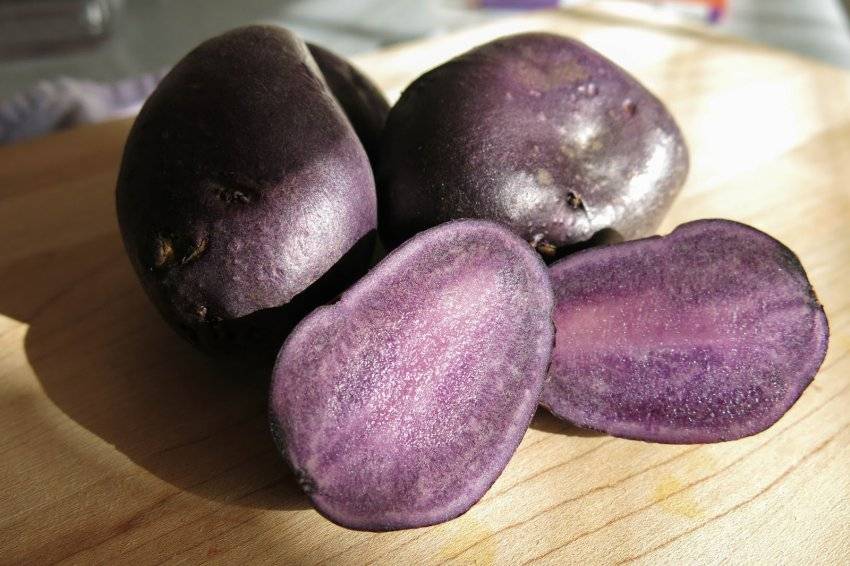 Фиолетовая картошка сорта, полезные свойства