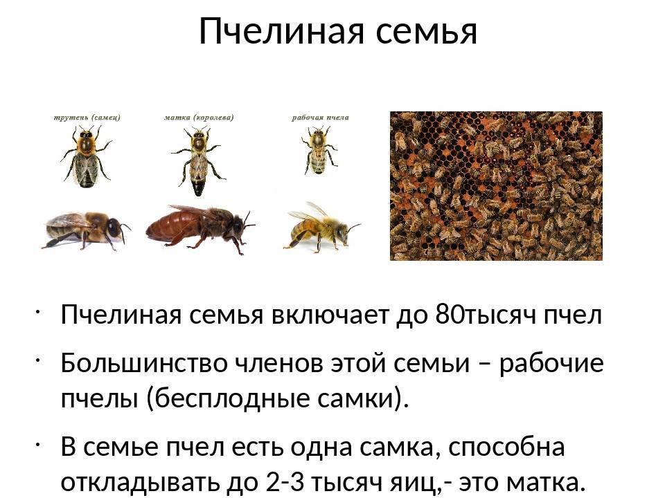 Пчелиная семья: жители пчелосемьи, пчелы в разное время года | огородники
