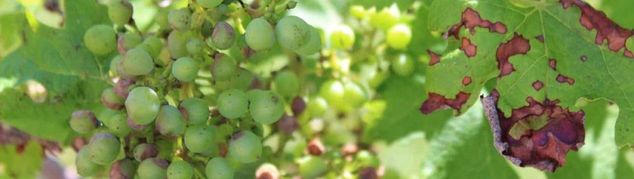 Болезни винограда: описание с фотографиями и способы лечения