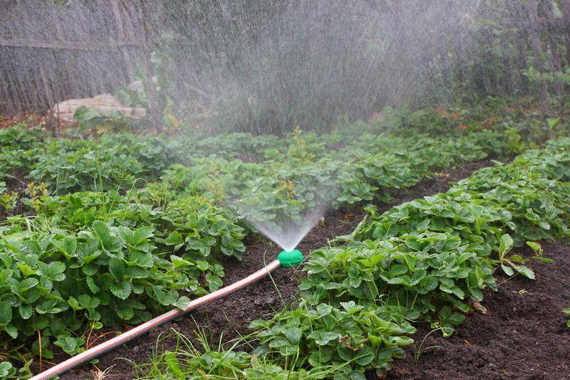 Как поливать картошку: особенности, правила и сроки для хорошего урожая