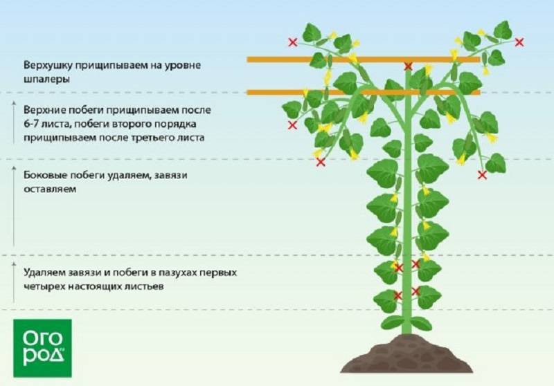 Кабачки: выращивание и уход в открытом грунте