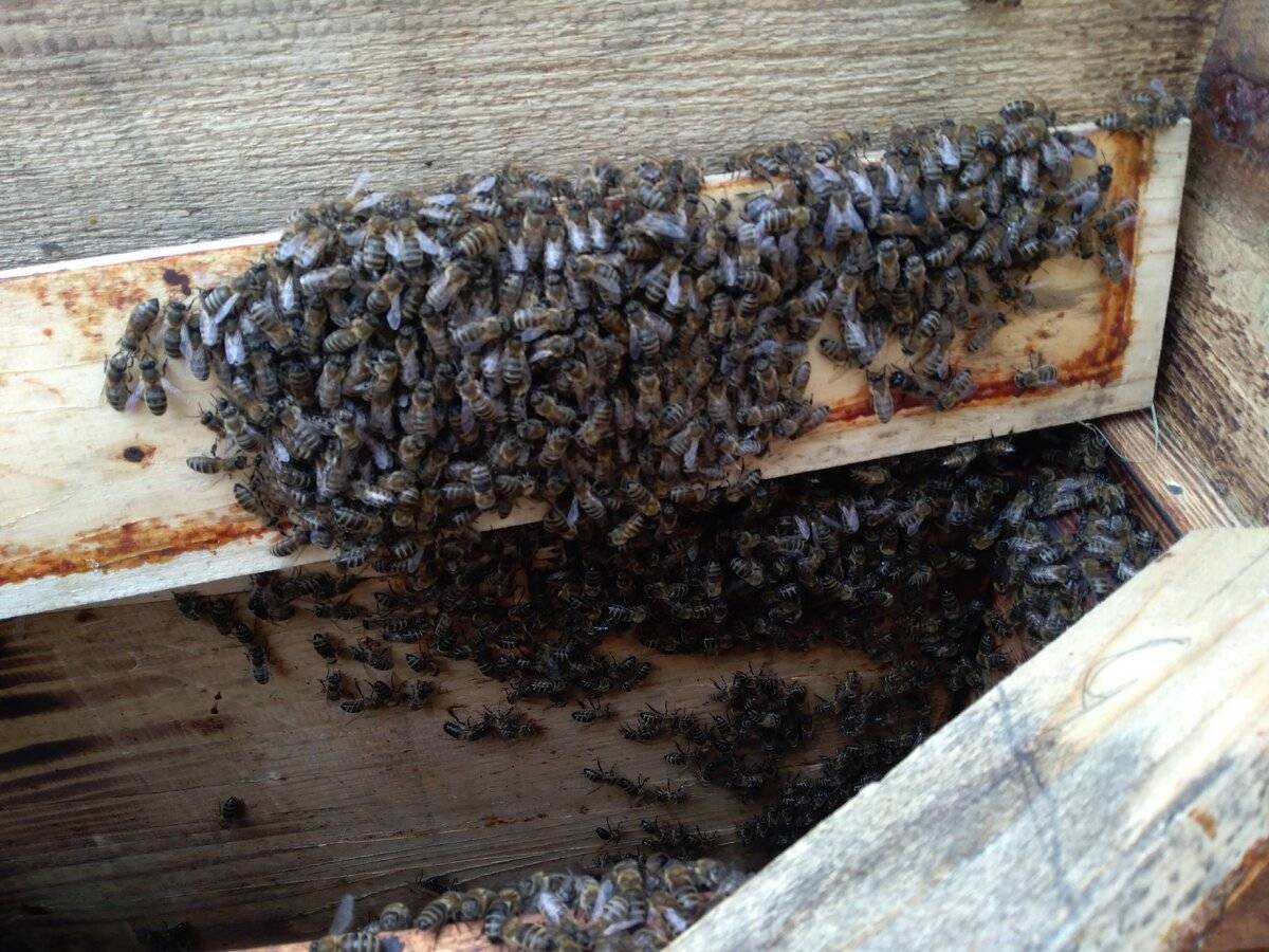 Вредители пчел и как с ними бороться – проверенные методы!