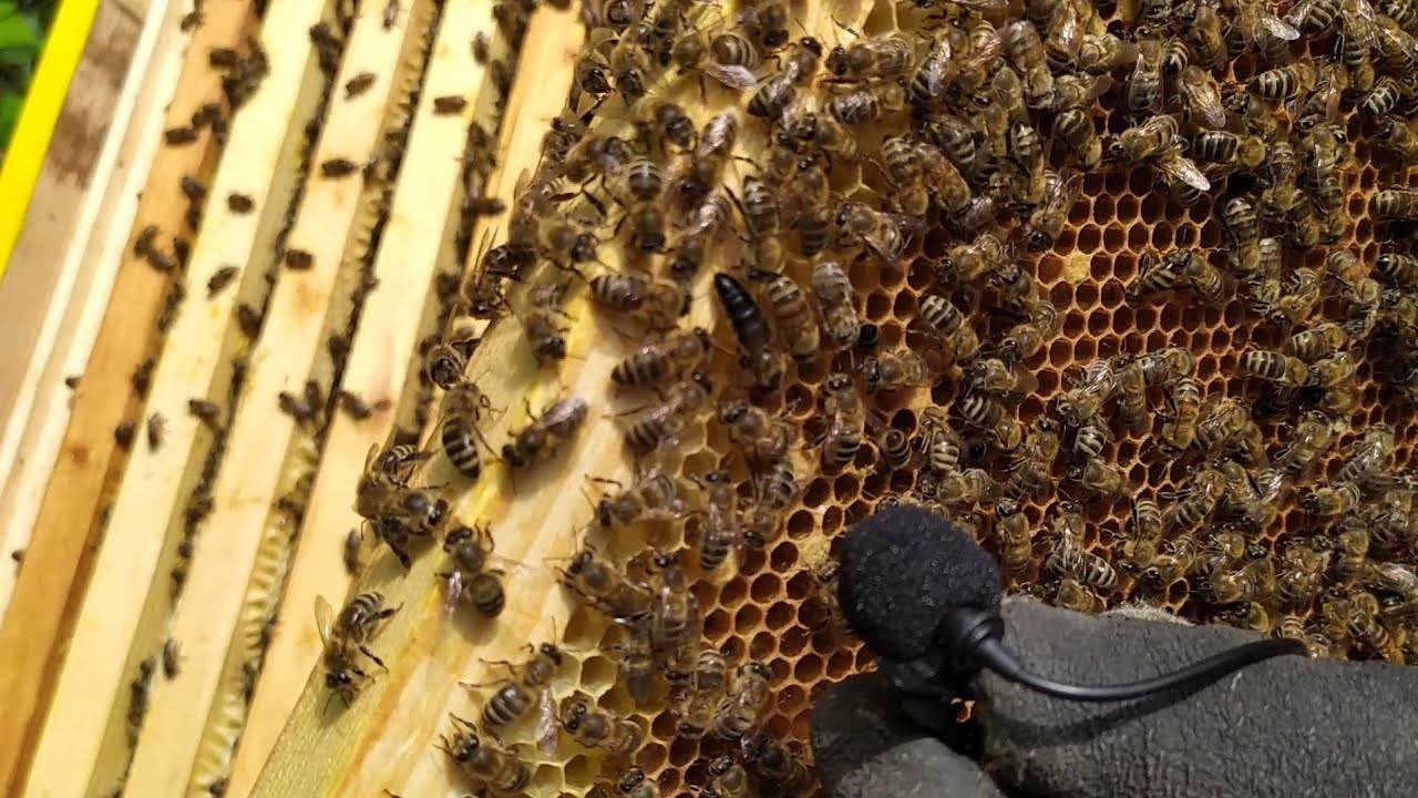 Пчелиная пасека — выбор места и советы по организации пасеки