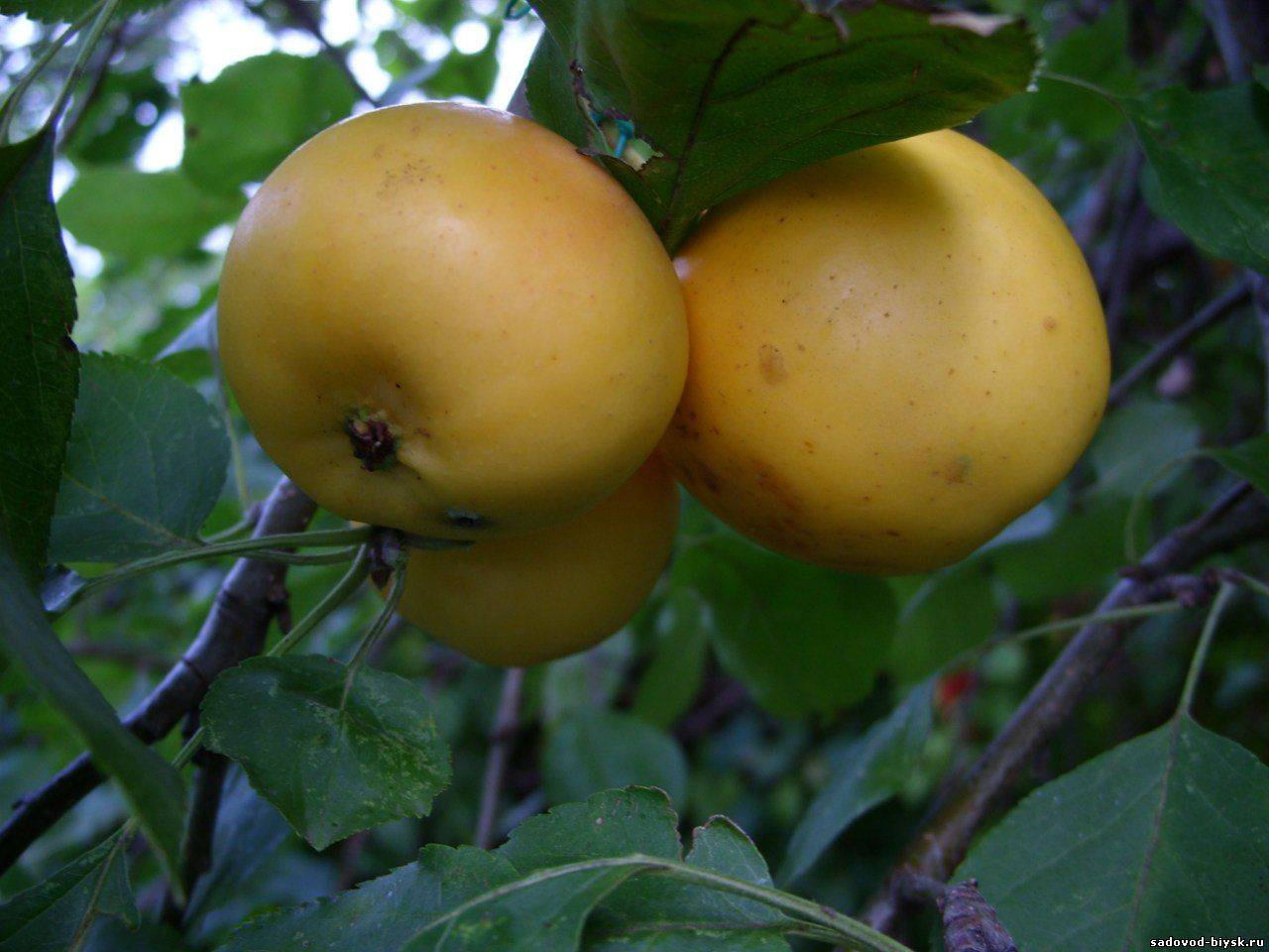 Яблоня уральское наливное: описание и фото, отзывы садоводов.
