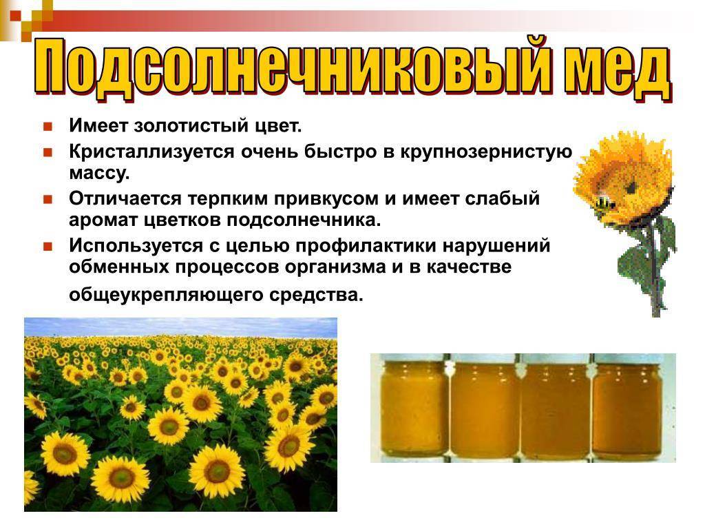 Подсолнечный мед: что это, особенности, полезные свойства