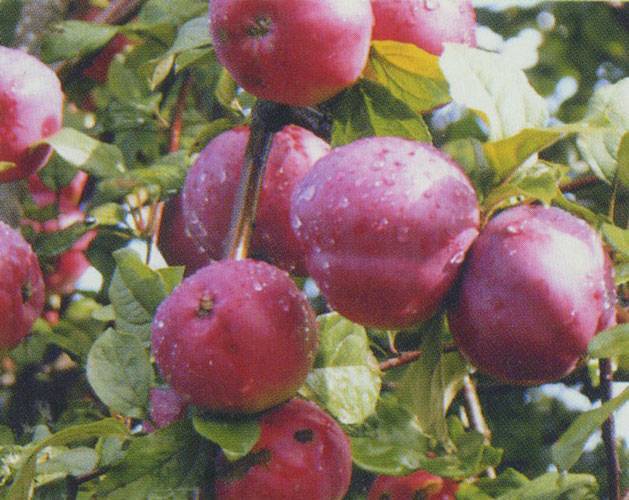 Сорт яблони «звёздочка» — описание, характеристики, посадка, уход
