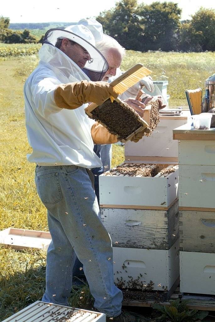 Метод цебро в пчеловодстве: улей цебро, сущность метода и советы