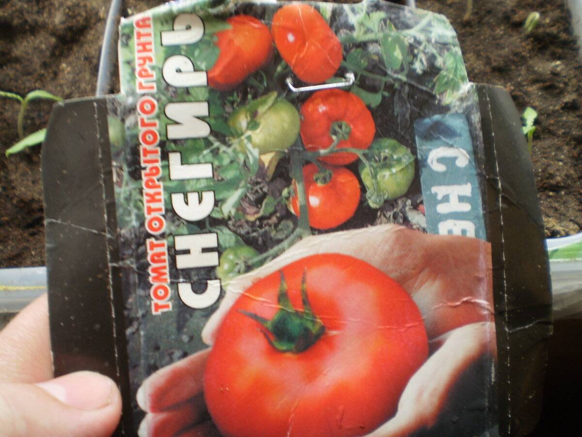 Новый суперраний томат «снегирь»: характеристика и описание сорта, фото
