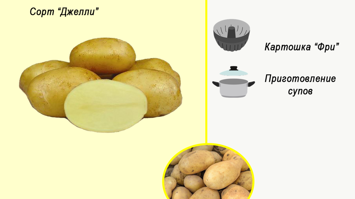 Джелли картофель – описание и фото сорта + видео