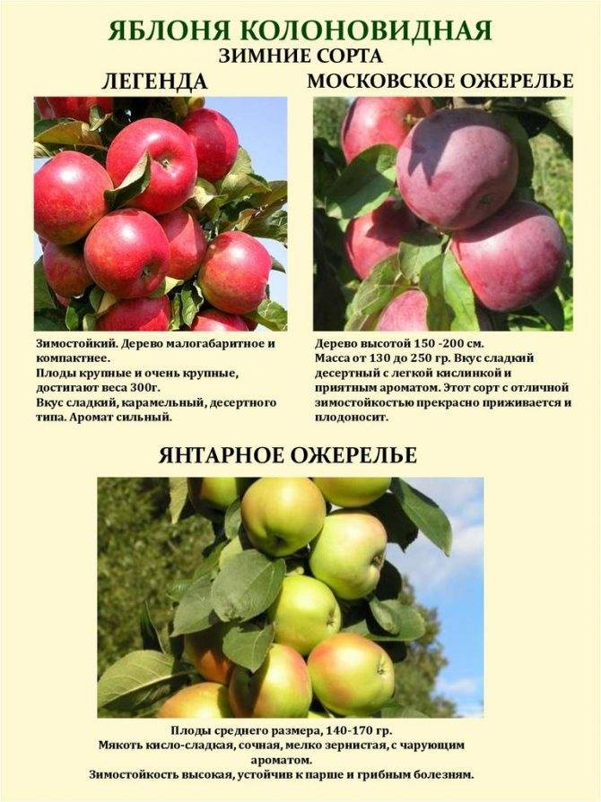 Колоновидные яблони: преимущества и секреты выращивания | огородники