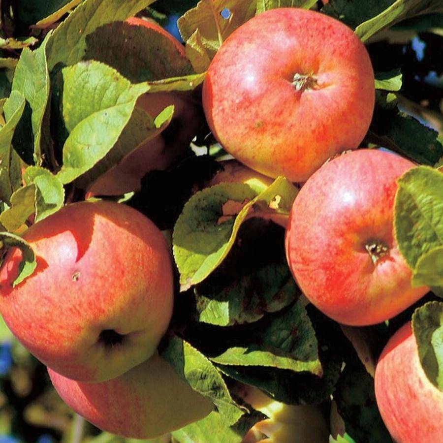 Яблоня яблоневый спас: описание сорта, фото, отзывы