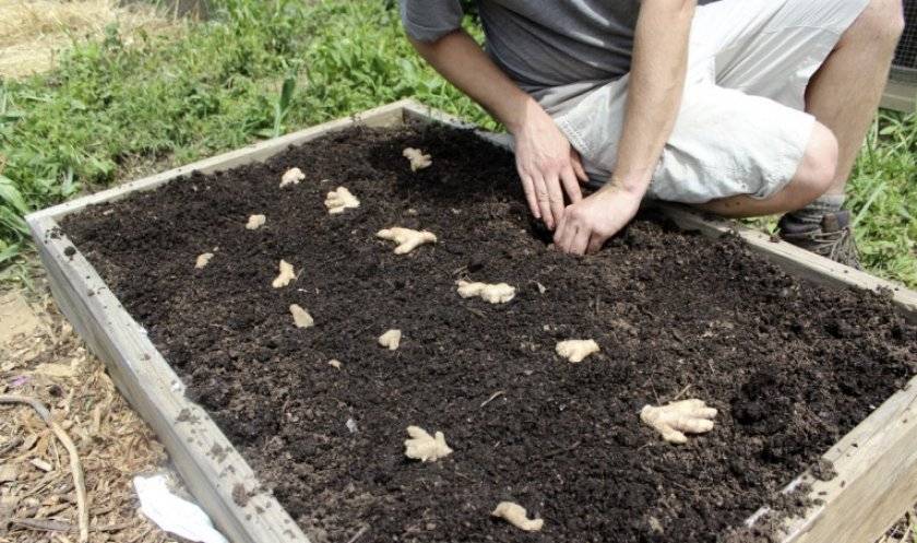 Как вырастить имбирь из корня в огороде на даче