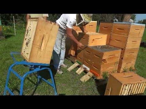 Почему алтайский пчеловод продает мед только в канаду и как устроена его пасека