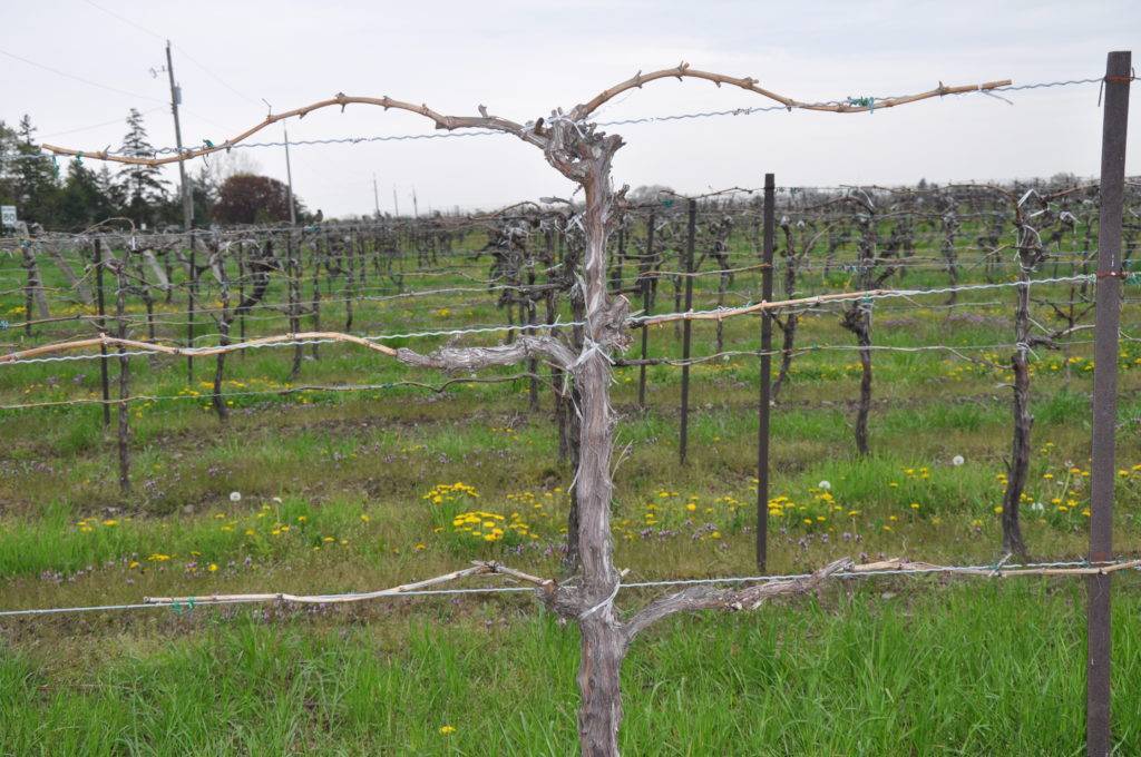 Как правильно подвязывать виноград весной на шпалеру фото и видео