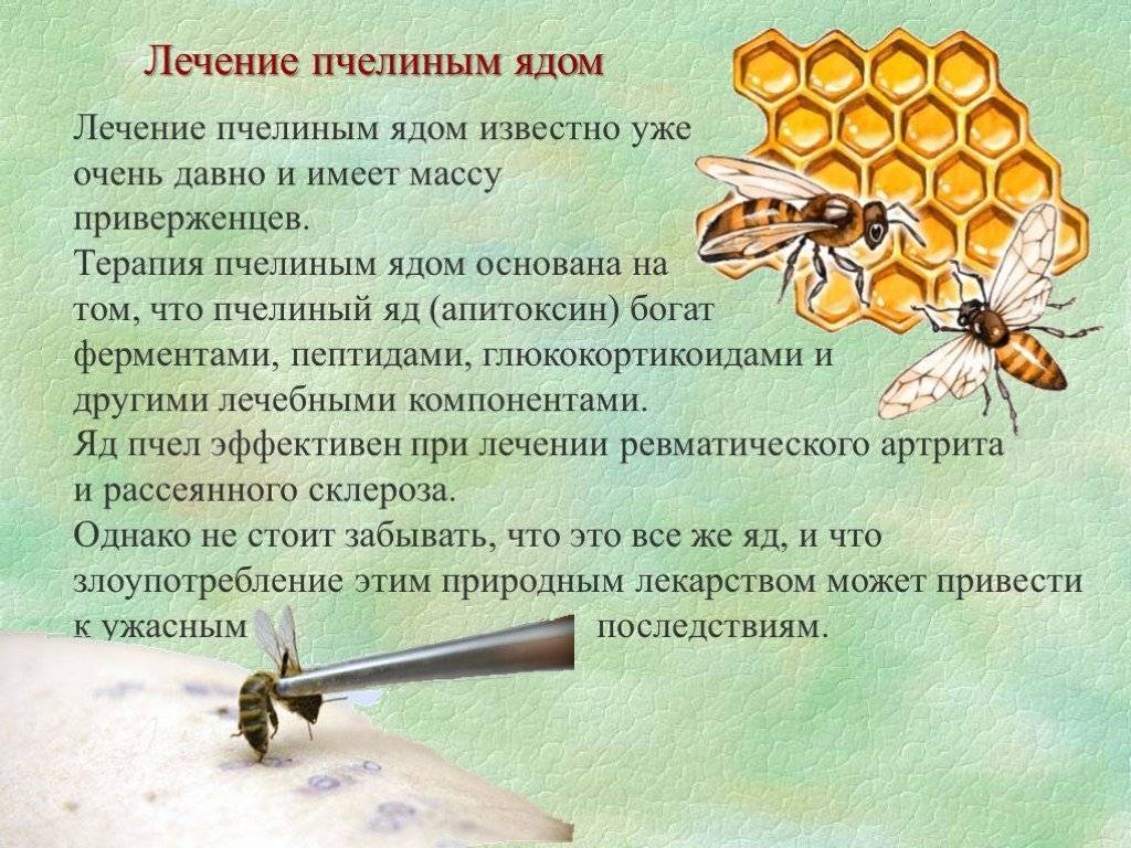Пчелиный яд как уникальное средство для борьбы со многими недугами