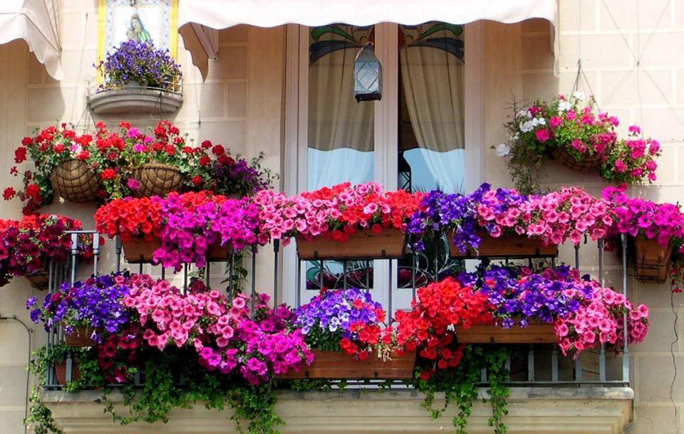 Популярные ампельные цветы для кашпо свисающие на улице