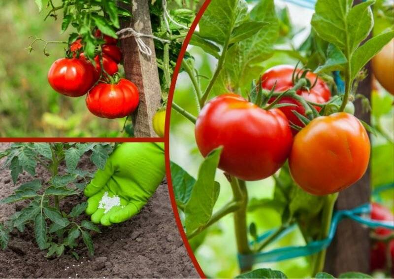 Лучшие сорта черные томатов с фото и описанием для теплиц и открытого грунта