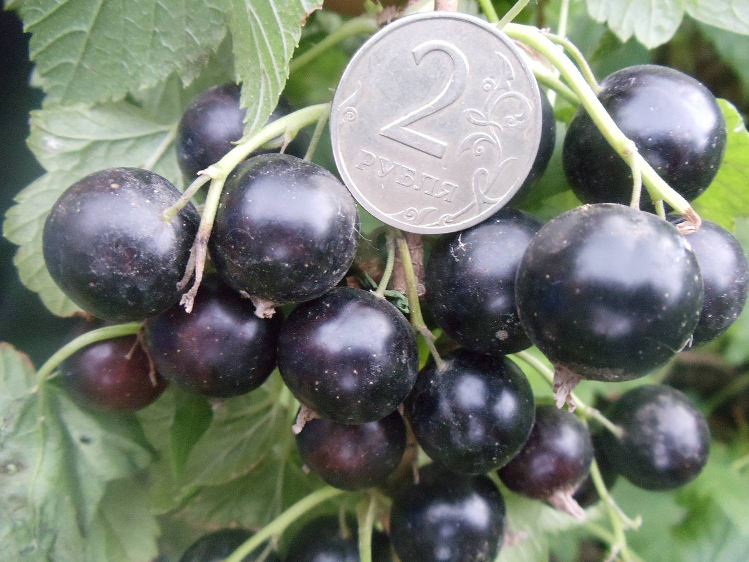 Чёрная смородина ядрёная: выращиваем гигантские ягоды в саду