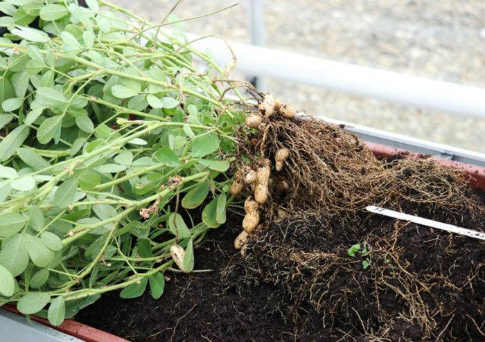 Как посадить и вырастить арахис в домашних условиях на огороде