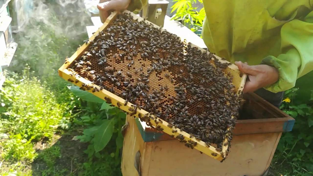 Как сделать отводок пчел самым простым способом: советы | parnas42.ru