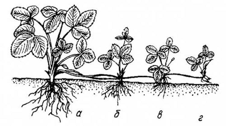 Клубника корона: описание сорта, фото и отзывы садоводов