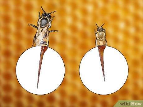 О жале пчелы: как выглядит после укуса, где находится, как удалить пчелиное жало