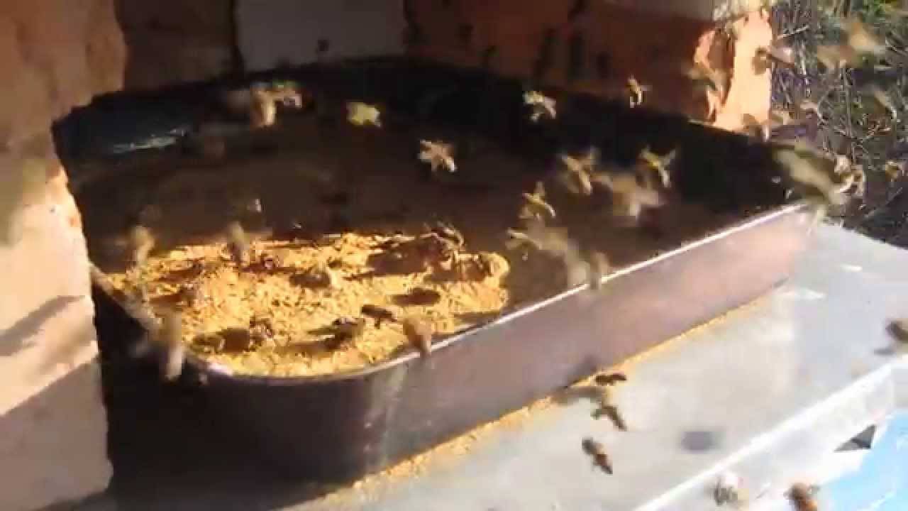 Подкормка пчел весной: белковая, стимулирующая, побудительная: рецепты и пропорции