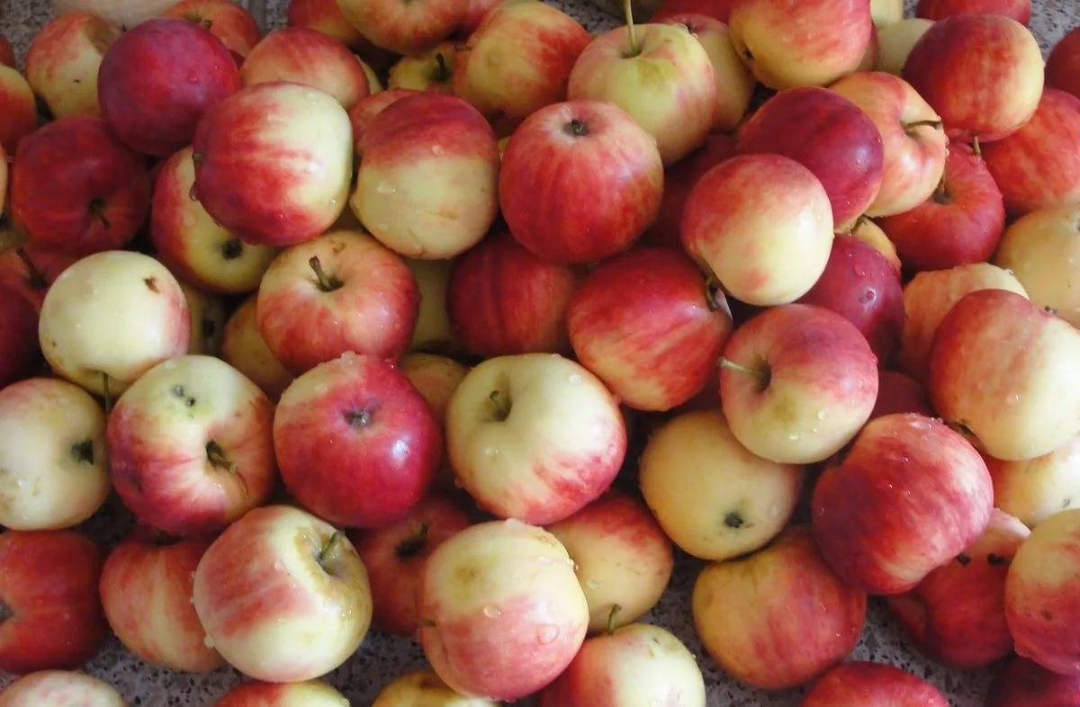 Сорт яблони мельба- описание, фото, особенности ухода