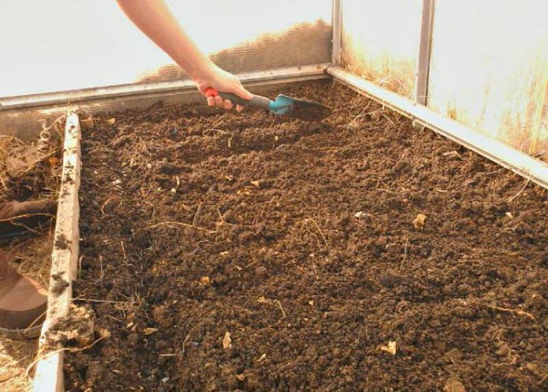 Какая почва нужна для выращивания огурцов в теплице: наилучшие параметры, состав, методы повышение плодородности