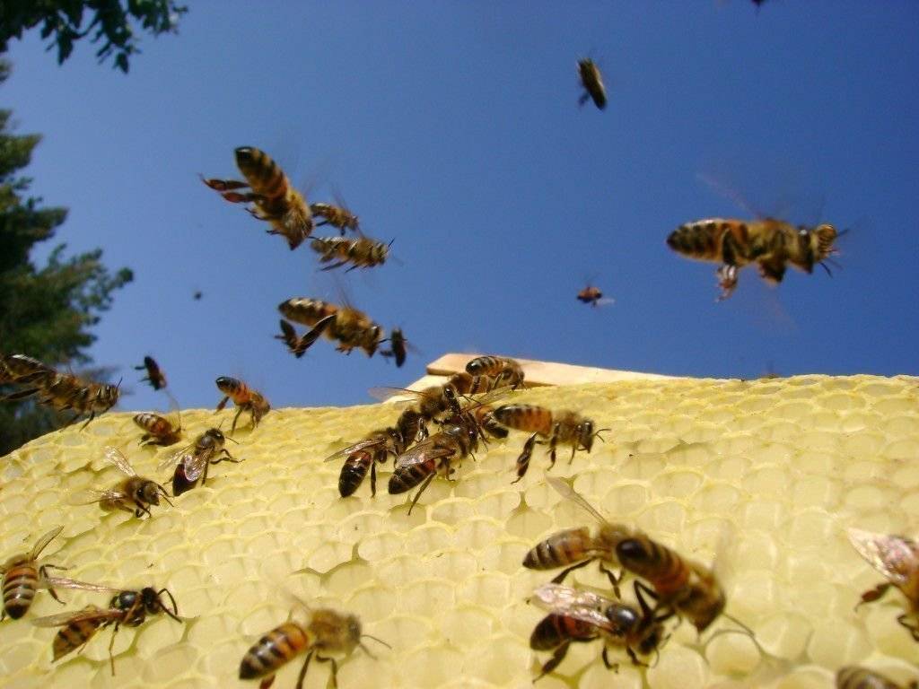 Предупреждение пчелиного воровства и борьба с ним. азбука эффективного пчеловодства