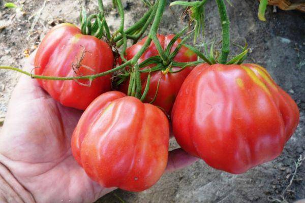 Семена томат тлаколула де матаморос: описание сорта, фото. купить с доставкой или почтой россии.