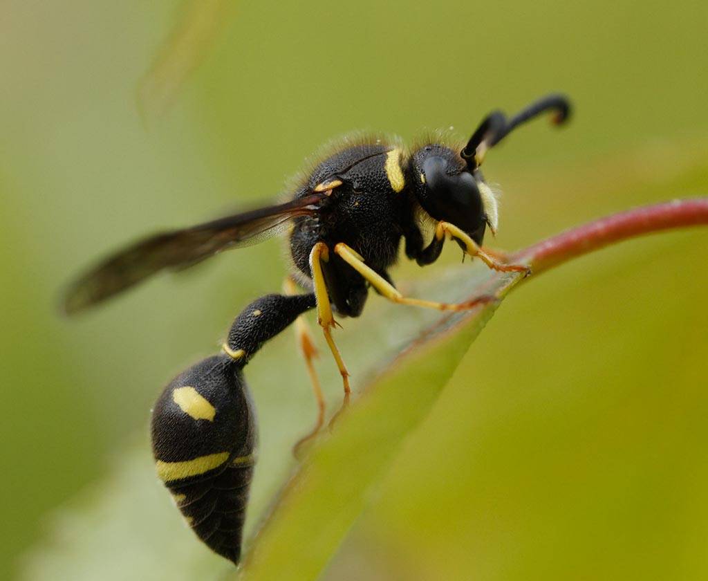 Пчела плотник: описание насекомого, места обитания, жизненный цикл, фото