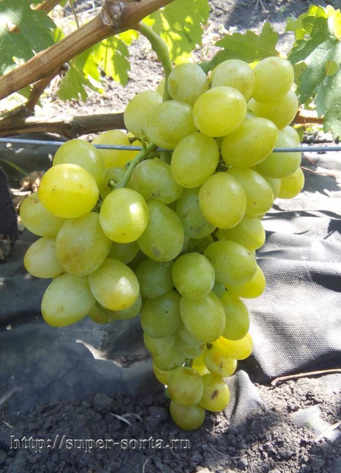 Виноград богатяновский: описание сорта, агротехники и особенности ухода