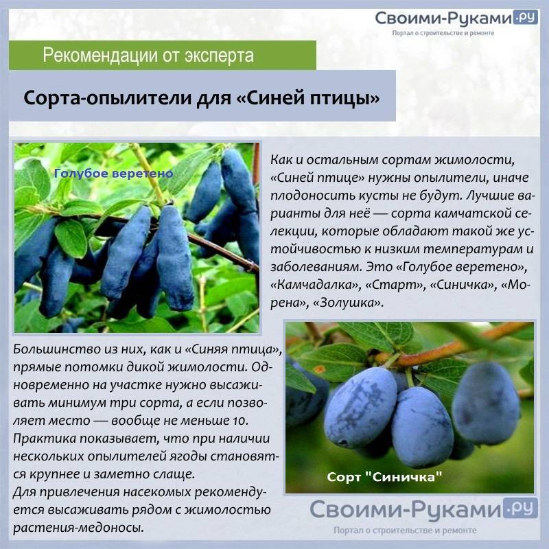 Лучшие сорта сладкой и декоративной жимолости для московской области