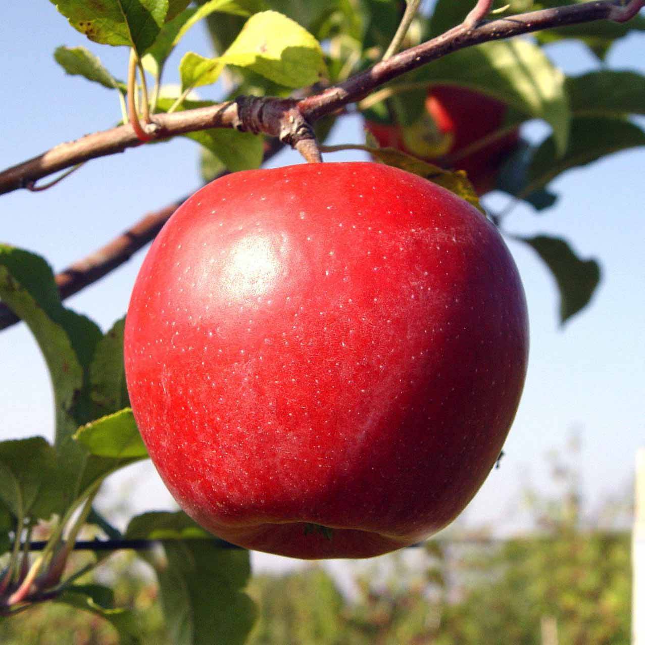 Яблоня лигол: описание сорта, отзывы, фото, выращивание и правильный уход за плодовым деревом