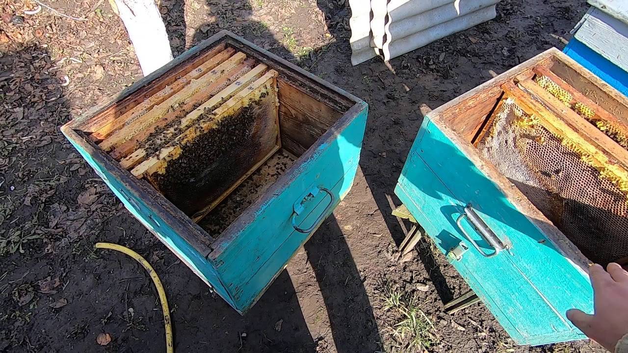 Пересадка пчел весной в чистый улей: чем обработать улей, как пересадить