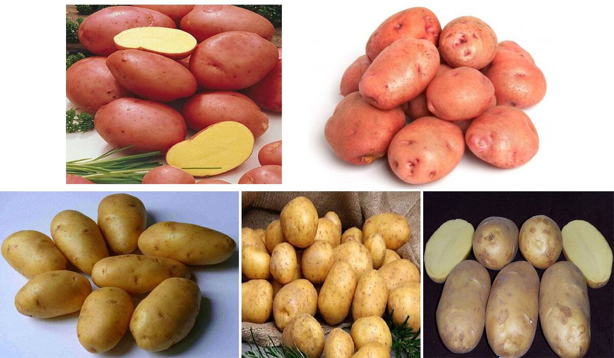 Картофель импала: характеристики раннего сорта, отзывы тех, кто сажал