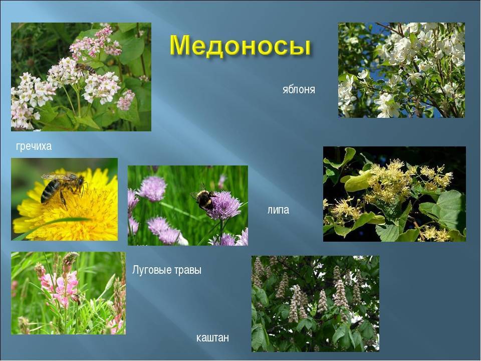 Лучшие растения-медоносы для пчёл: особенности и виды, травы и цветы, однолетние и многолетние, посев медоносов, фото