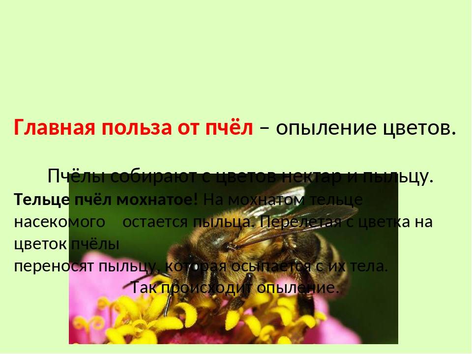 Роль пчёл в опылении растений - всёпродачу