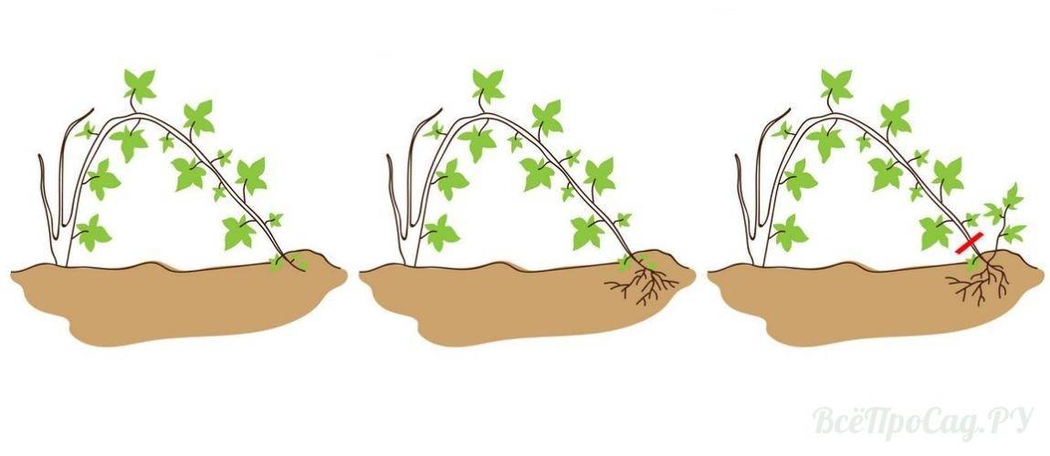 Ежевика садовая: посадка и уход, выращивание, формирование куста
