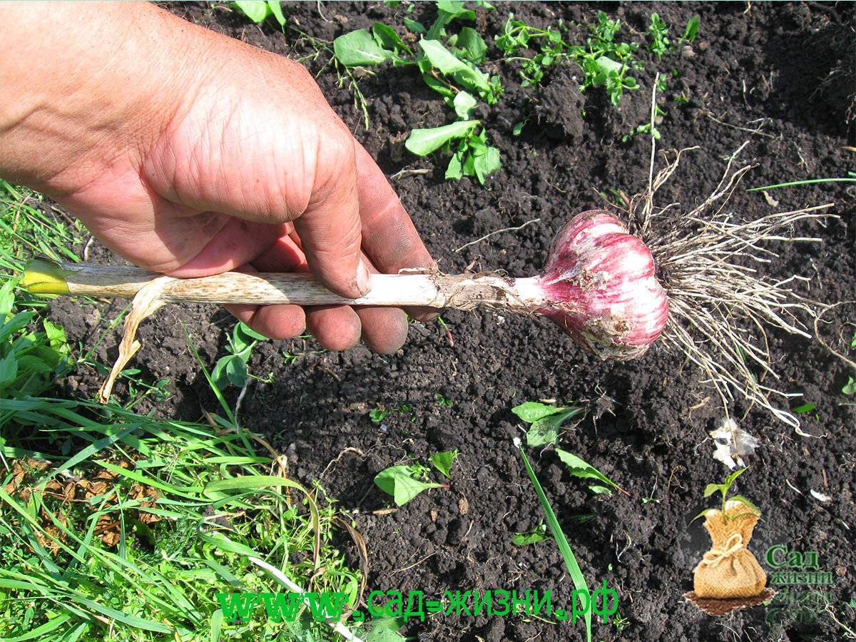 Когда и как убирать лук с грядки: сроки выкопки по регионам, сушка и подготовка к хранению